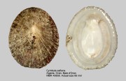 Cymbula safiana